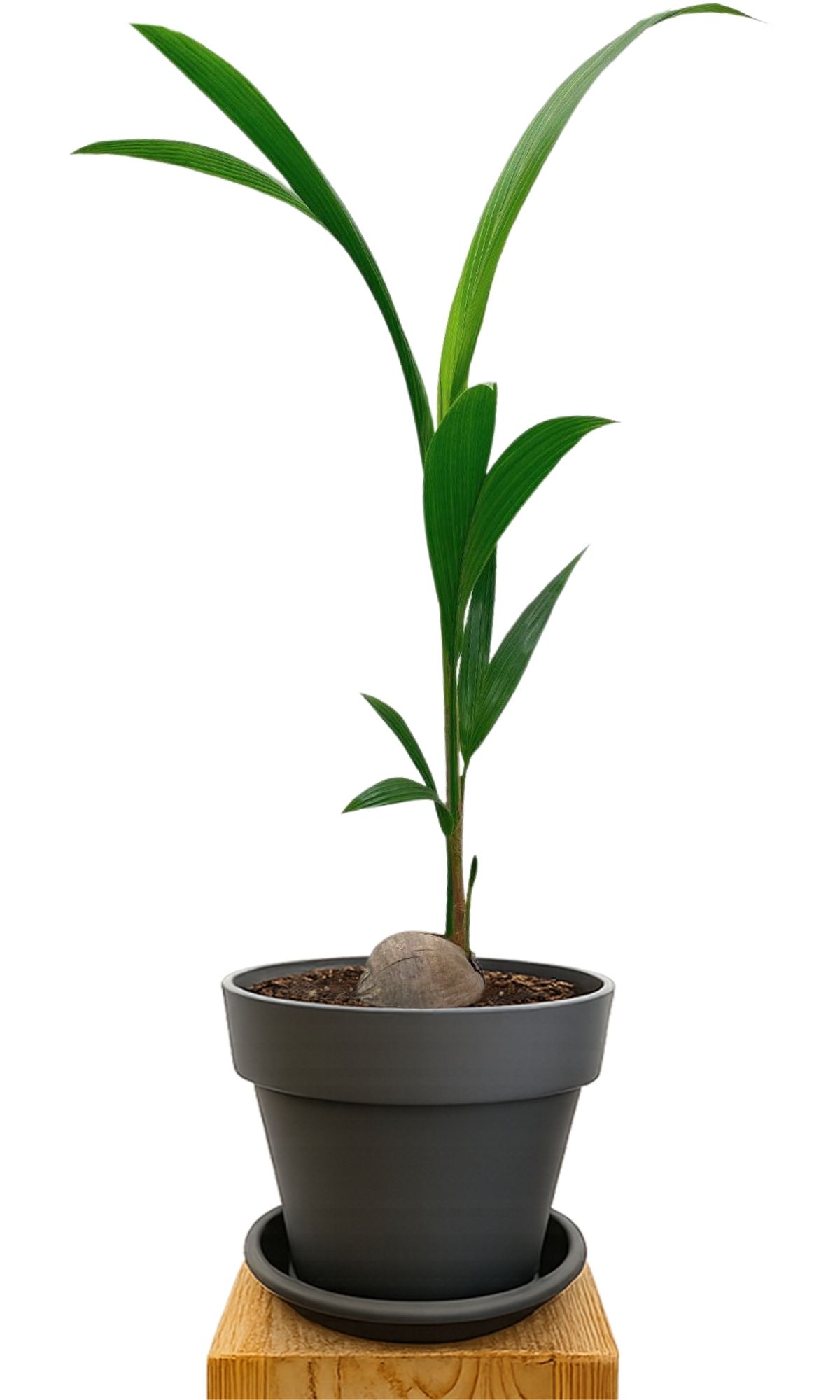 Plant kit 30 Anthracite